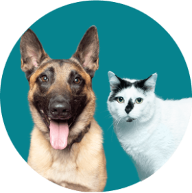 what is the best pet insurance