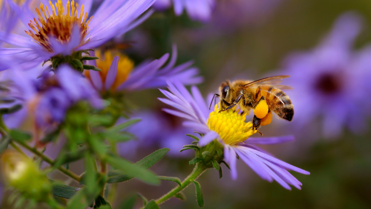 tips for home gardening