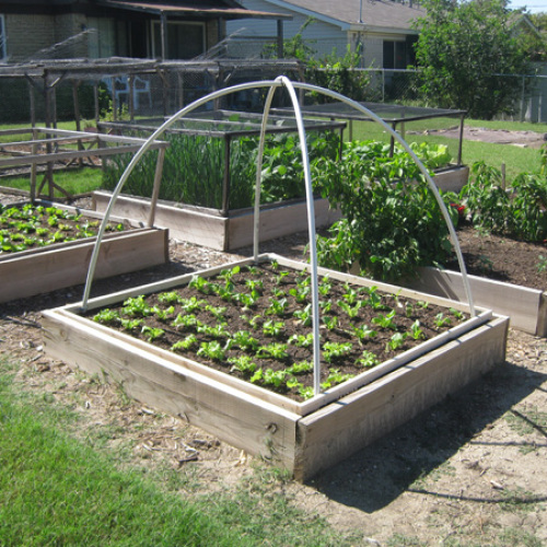 gardening ideas for backyards in texas