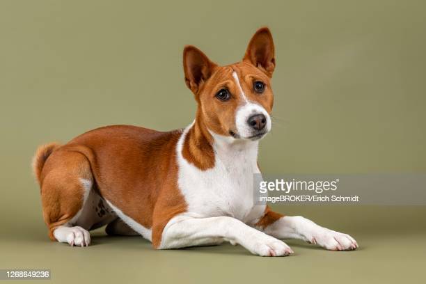 Everything About Terrier Dog Breed
