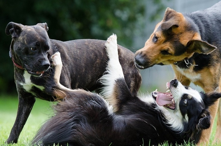 How to recognize signs of aggression in a dog
