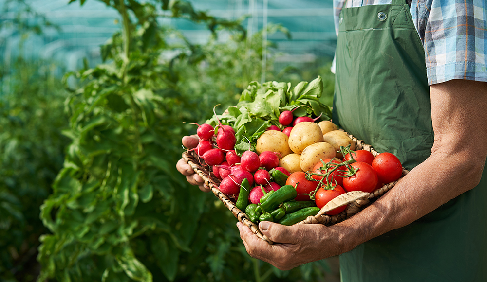 best soil for container vegetable gardening