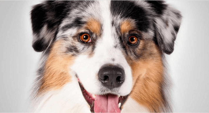 is rabies vaccine safe for dogs