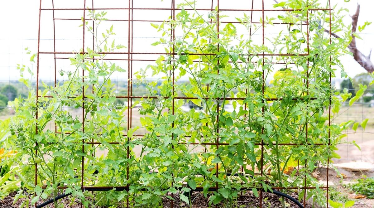 Hay Bale Vegetable Gardening Technique
